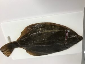 釣りたてイシガレイの刺身最高でした 健康寿命を延ばす美味しい食事の札幌のサービス付き高齢者住宅